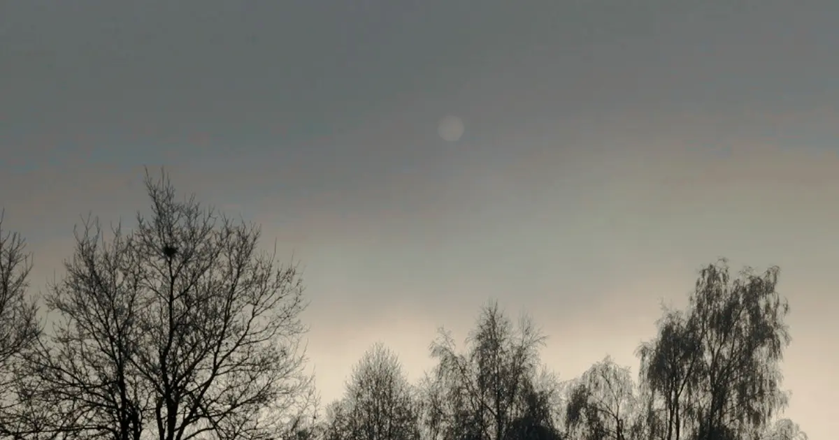 Dämmerhimmel mit Mond über Bäumen – Sinnbild für die Mondautorität beim Reflektor im Human Design