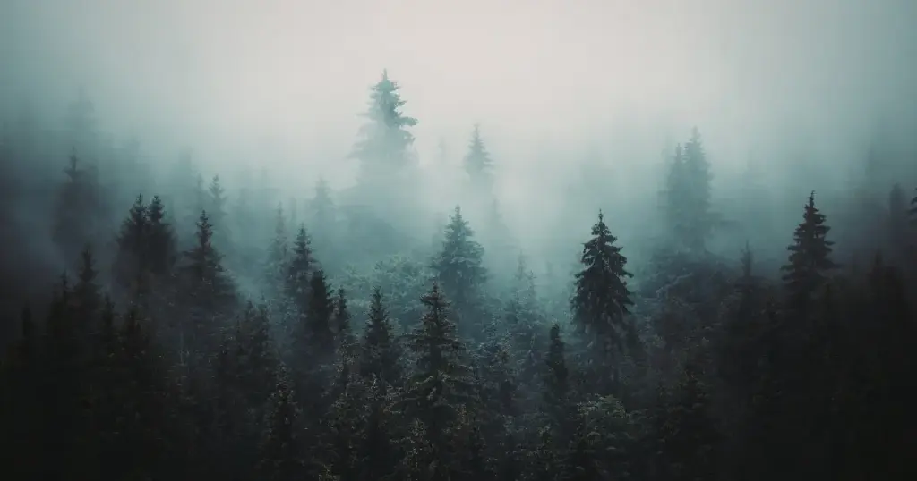 Nebelwald mit ruhiger Atmosphäre – Sinnbild für die tiefere Klarheit, die durch die Mondautorität beim Reflektor entsteht